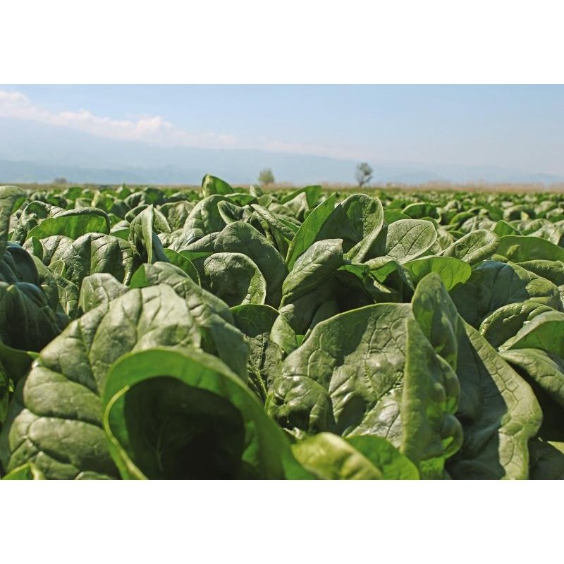 May Aras F1 Hibrit Kışlık Ispanak Tohumu 100 Gram