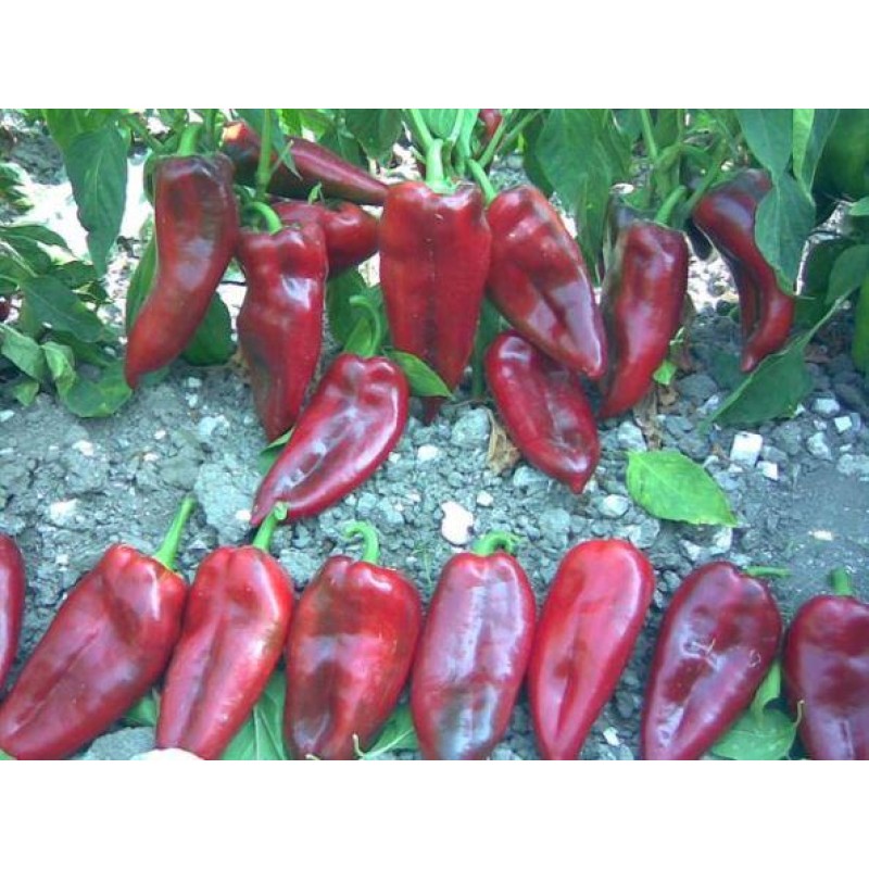 Semerkand F1 Hibrit Kapya Salçalık Biber Fidesi